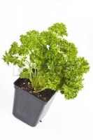 Persil Frisée